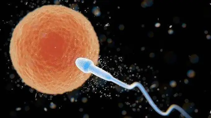 夫妻同房后未遇卵子的精子去向全解析