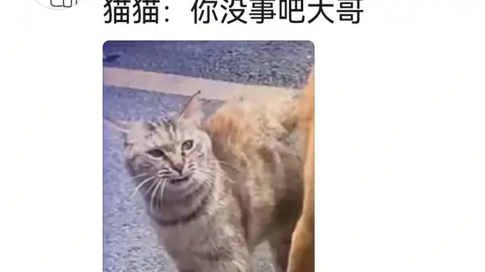 狗咬死鸡后主人猛扇巴掌,评论区炸锅:快送医院!主人回应:骗骗你们