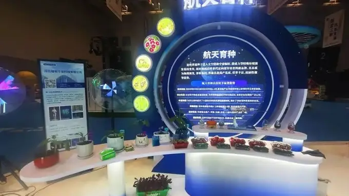 “上天”又“入地” 衡水太空蔬菜丰收啦