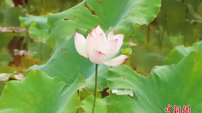 江西南昌:小暑盛夏至 蝉鸣荷花香