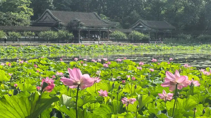 颐和园荷花进入盛花期，来赏“莲红坠雨”