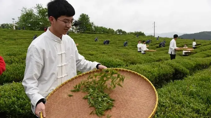 江西茶文化专题导游词