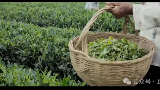 壹刻风物》聚焦日照绿茶:北纬35度的山海匠心登上香港荧屏