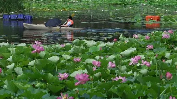 一池粉荷映碧波,龙潭西湖夏日赏荷正当时