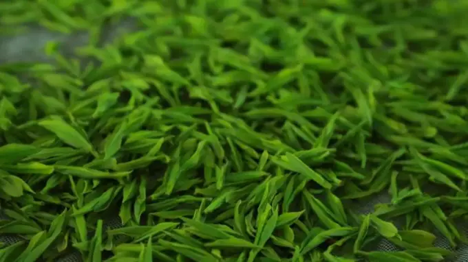家中红茶绿茶普洱茶放了几年还能喝吗?茶叶保存与饮用指南