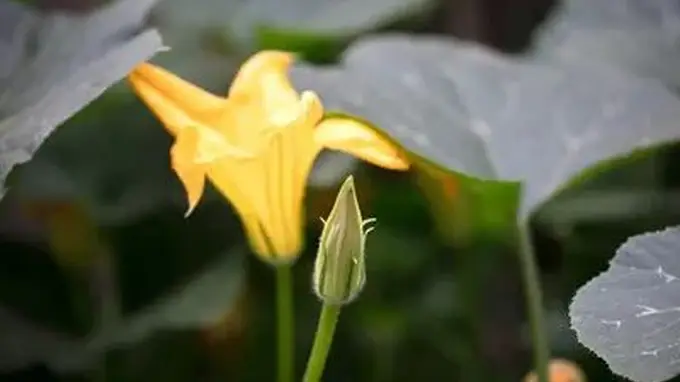闫英学：窝瓜花酱