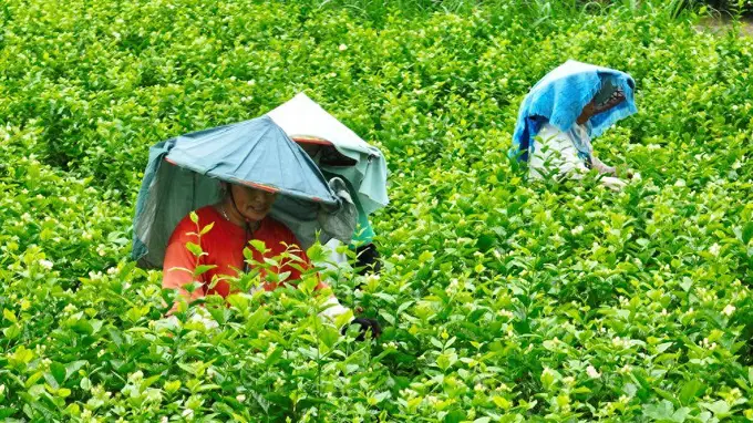 福州：茉莉花茶非遗工坊赋能文旅新动能