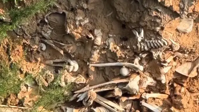 山西稷山惊现古代白骨 实为玉壁之战遗存