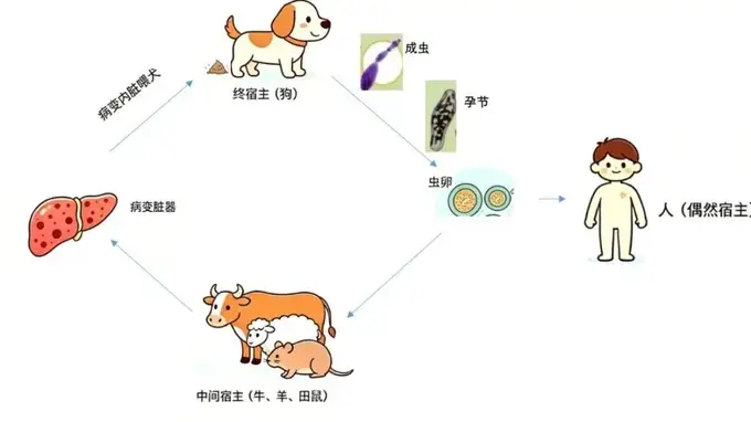 夏季赴牧区旅游 警惕包虫病传播