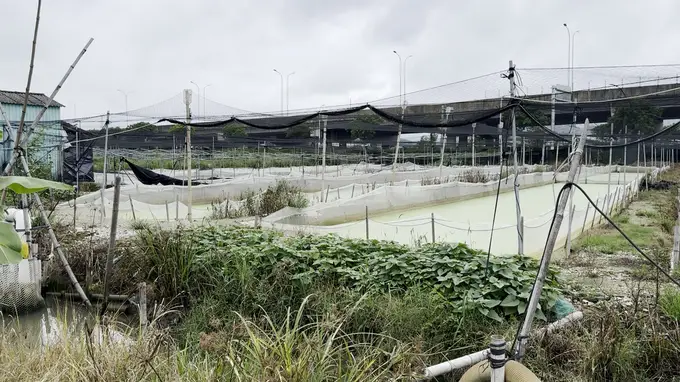 影子暗访｜抗生素牛蛙为何屡禁不止 澎湃新闻调查曝光汕蛙企业违规内幕