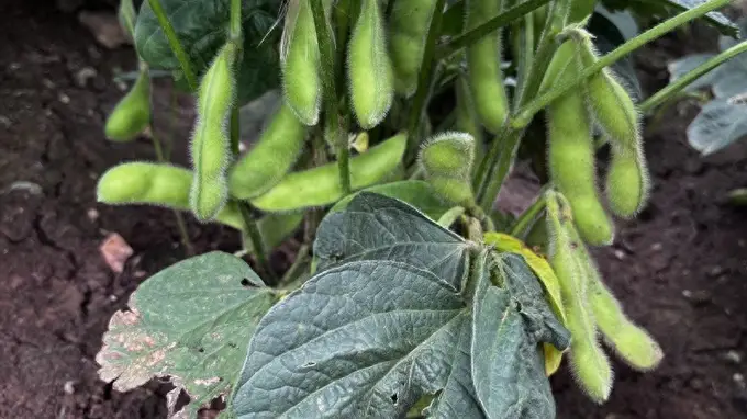 高钾食材夏日进补指南 口蘑青菜这样炒腿不软心不慌