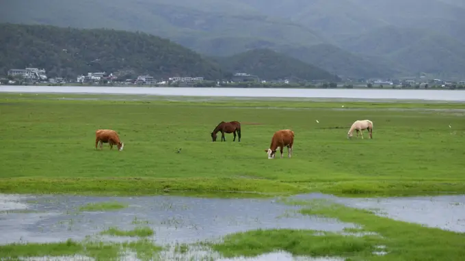 绿美丽江展画卷