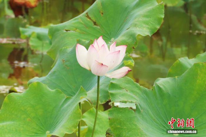 江西南昌：小暑盛夏至 蝉鸣荷花香