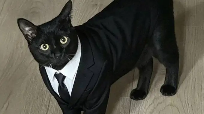 把黑猫养成“大黑猪”，网友争相晒“养猪”照，谁家没有呢？
