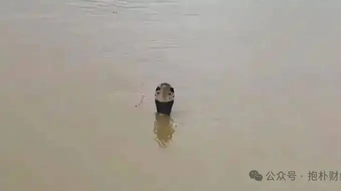 洪水冲垮养殖场，900条蛇出逃，背后是几十亿产业
