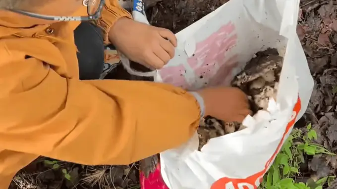 小孩哥识破毒蘑菇危机救众人性命