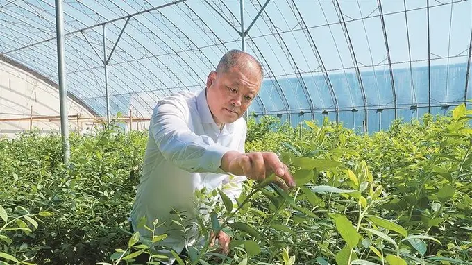 大连旅顺口区张家村以生态品牌撬动乡村产业振兴
