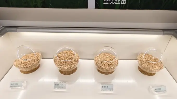 现场 | 停牌日撞上股东会，荃银高科回应超3.5亿元玉米存货减值与同业竞争核心议题