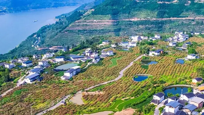 巴阳村:枇杷之乡的非遗田园,唤醒三峡记忆的宝藏地