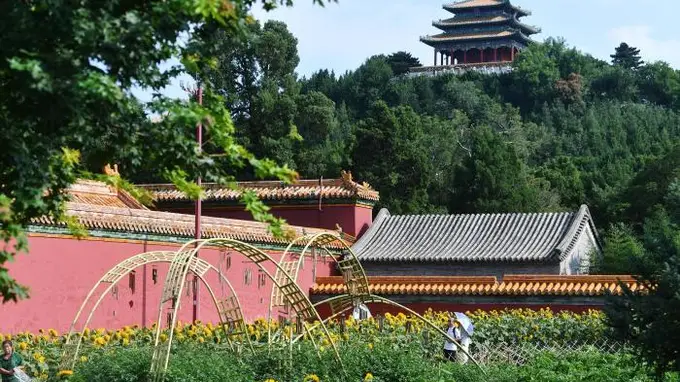 景山公园向日葵迎来最佳观赏期 北京中轴线新晋夏日打卡地