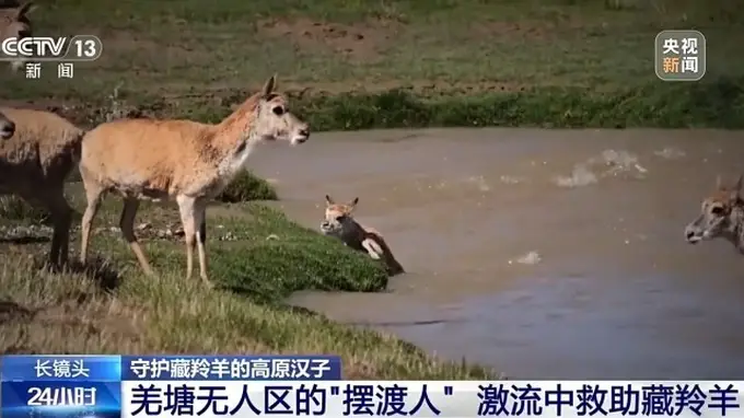羌塘生命禁区守生灵 高原汉子护藏羚羊