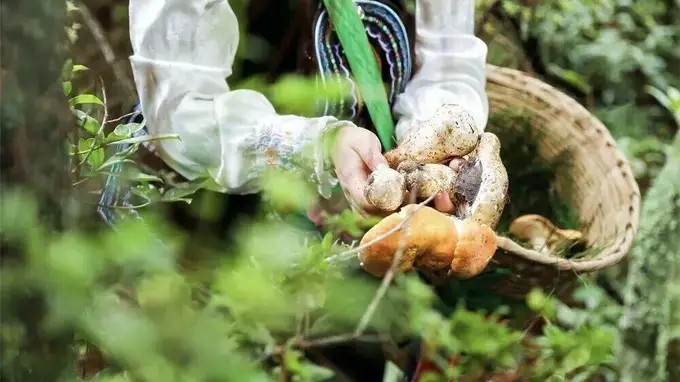 夏凉菌香游云南⑥ 赴楚雄夏日之约 火把已备等你来燃