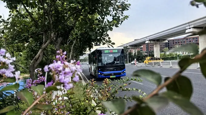 邂逅青岛绝美紫薇花海!温馨巴士发布专属赏花出行攻略