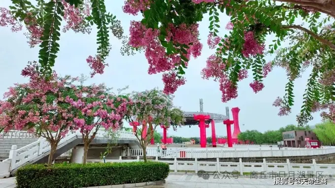 商丘日月湖景区:紫薇花开