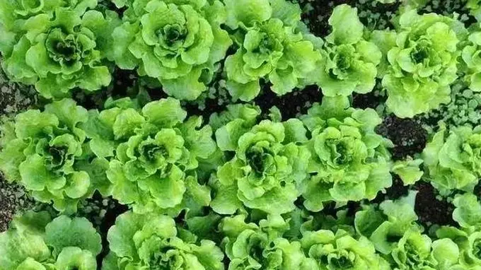 白酒配绿叶菜 清血管排毒素增免疫新吃法