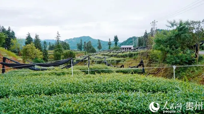 贵州铜仁：一抹青绿 香飘世界