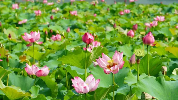 “荷”你相约！长沙宝藏荷塘打卡指南（附拍摄攻略）