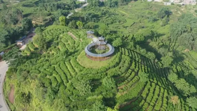 七百年茶韵流芳 岭头单丛香飘新时代