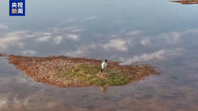 美丽中国行丨万物比邻 各得其乐!看三江源国家公园的动人风景