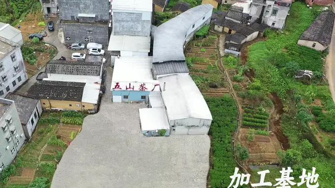 五山茶叶规模怎么样
