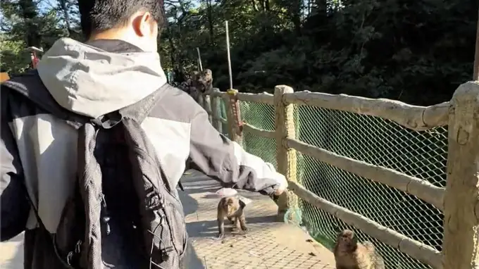 峨眉山“防猴神器”实为假蛇 景区：猴子天生怕蛇但建议保持距离