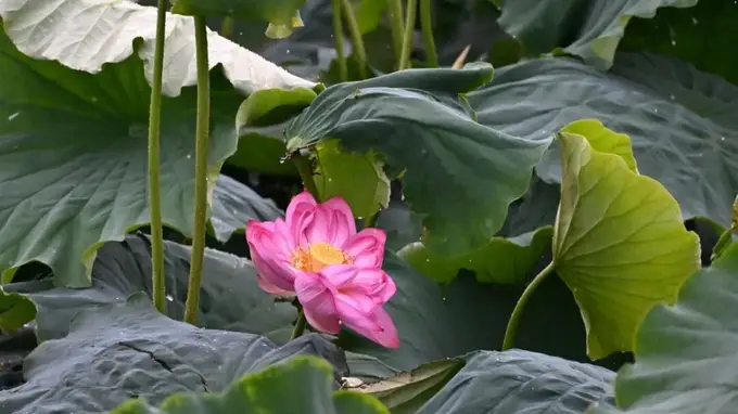 鹤庆西草海荷花盛放 暑期来湿地泛舟逛市集持续嗨至银都鹤庆文化艺术周