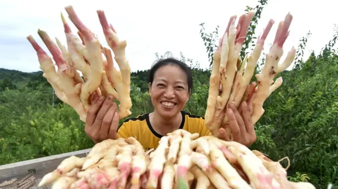 永福生姜引领 多药共生林果穿插打造致富新局