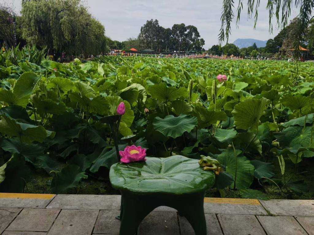 昆明市大观公园第二十二届荷花文化节将于7月4日启幕