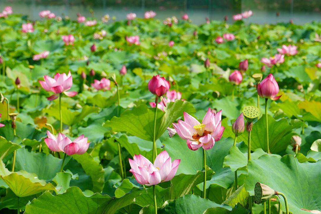 “荷”你相约！长沙宝藏荷塘打卡指南（附拍摄攻略）