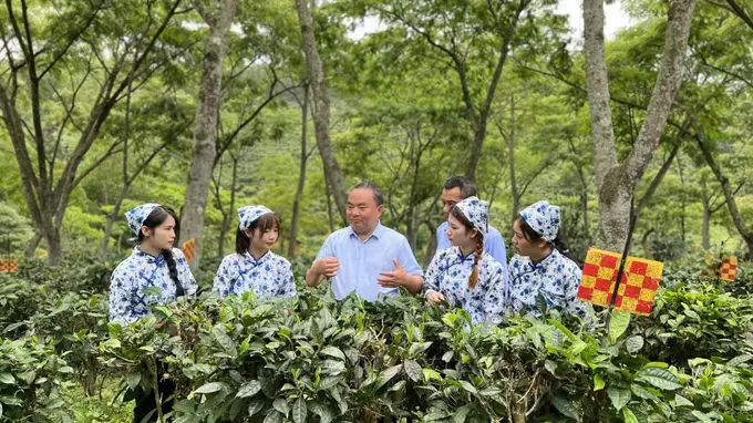 理论创新赋能茶产业｜罗大友《搭建“四茶体系” 推动茶产业高质量发展》刊发《中国企业报》