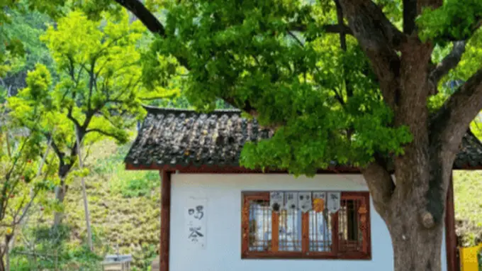 超山后山竹林慢行 避闹寻清幽山野