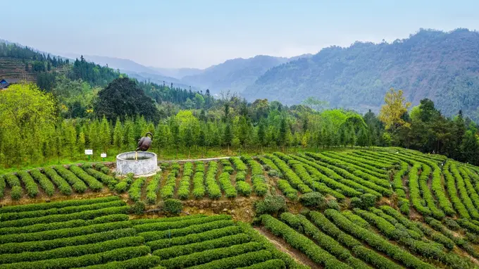 走进马边茶山，邂逅一抹茶香