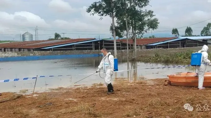 广西宾阳通报“养殖场大量生猪死亡”：积水过深无法通车，死猪一时难以打捞，造成部分死猪在场内漂浮，预计7月11日完成无害化深埋处理