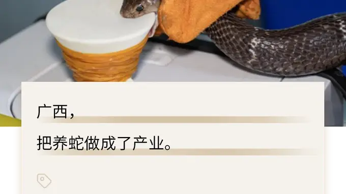 被冲毁的广西养蛇场,藏着500亿的大生意