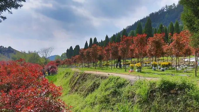 “动了风水，家里要遭灾”？在田间地头迁坟，到底有多难