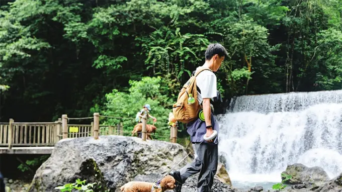 西岭雪山后山半山对宠物正式开放