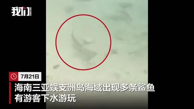 三亚蜈支洲岛海域现鲨鱼 景区称系黑鳍鲨对人无攻击性
