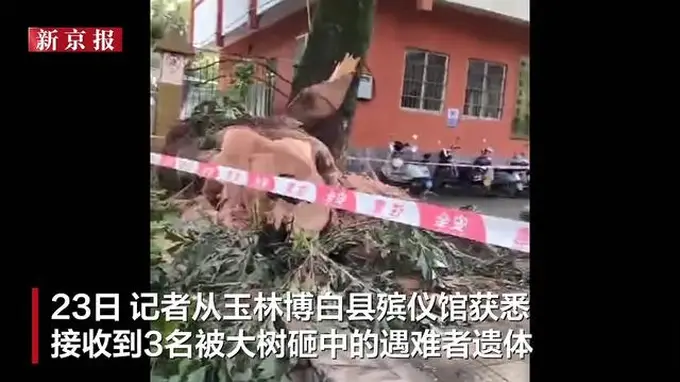 广西博白公园大树倒伏砸伤路人 殡仪馆确认接收3名遇难者遗体