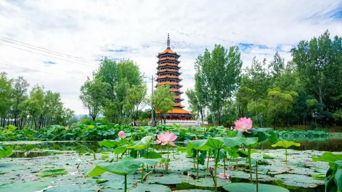延庆夏日花境,生如夏花的绚烂此刻尽览