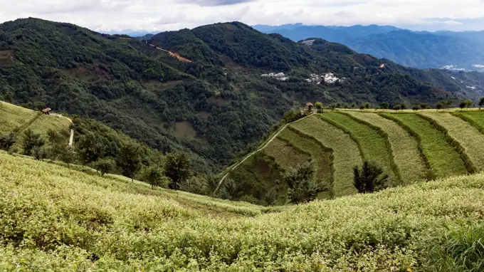 云南凤庆:茶乡古镇的千年风华画卷